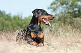 DOBERMANN 773